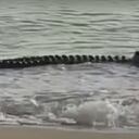 Video: enorme cocodrilo se come a dos tiburones en playa de Australia