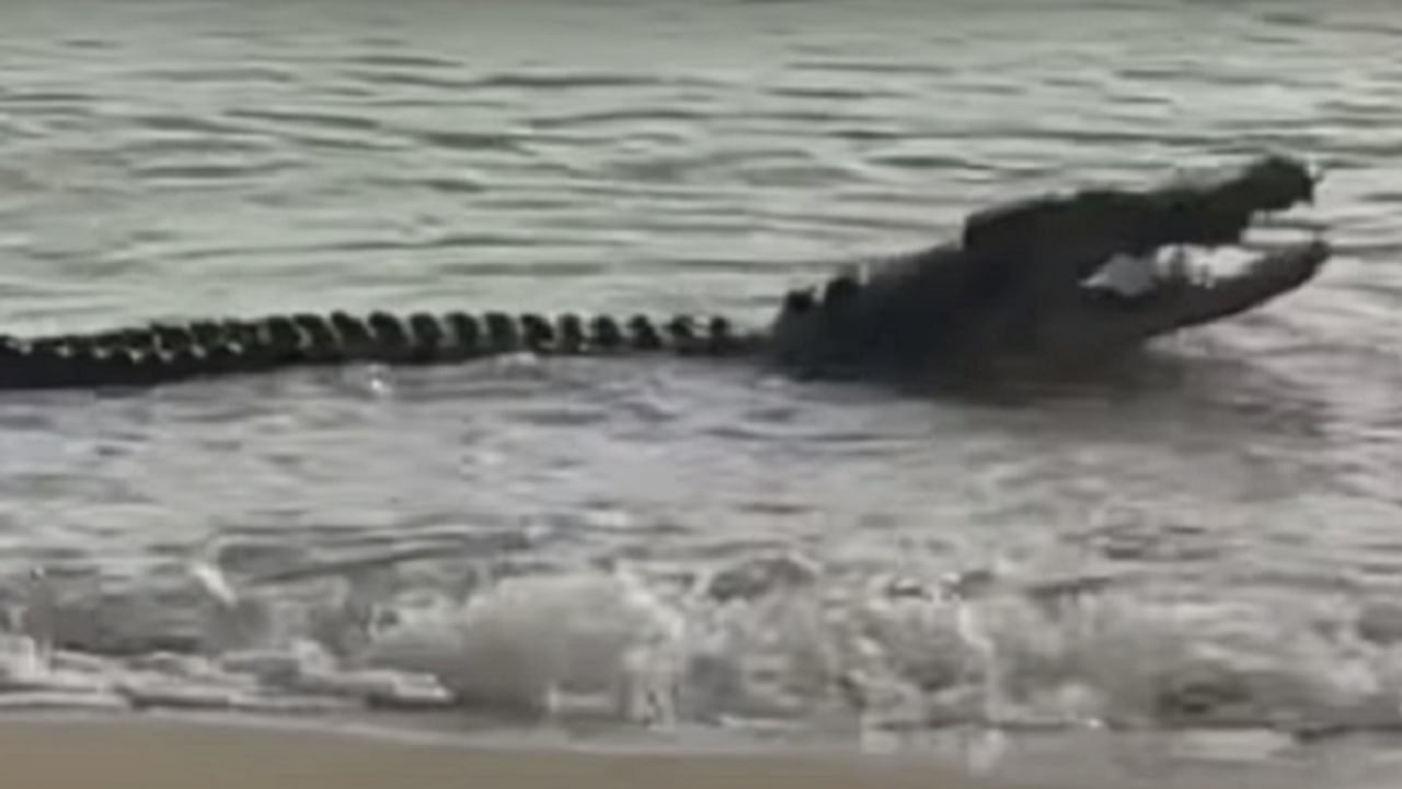 Video: enorme cocodrilo se come a dos tiburones en playa de Australia