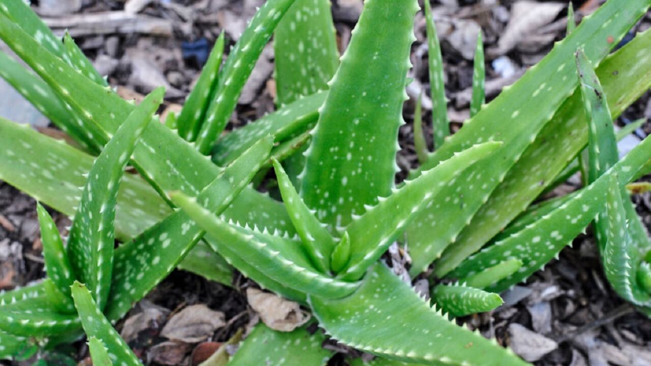 La sábila esuna planta a la que se le atribuyen muchos beneficios.