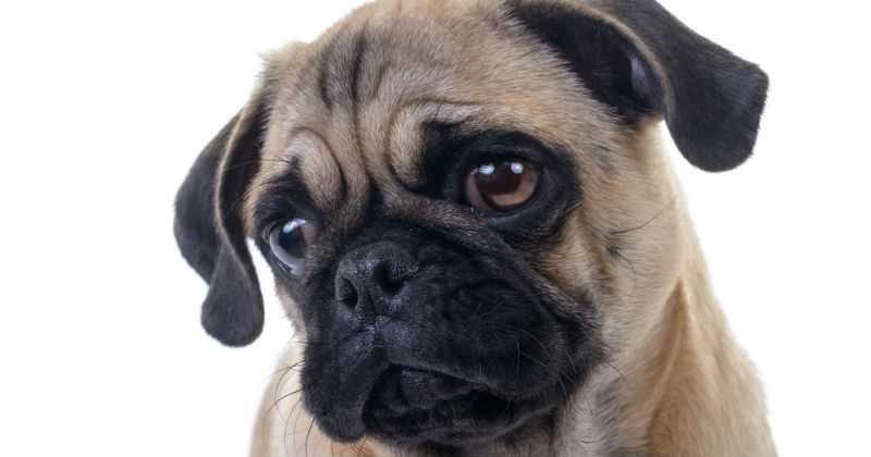 Las orejas y la cola son dos partes del cuerpo de los perros que más rápido se enfrían. (Imagen de referencia)