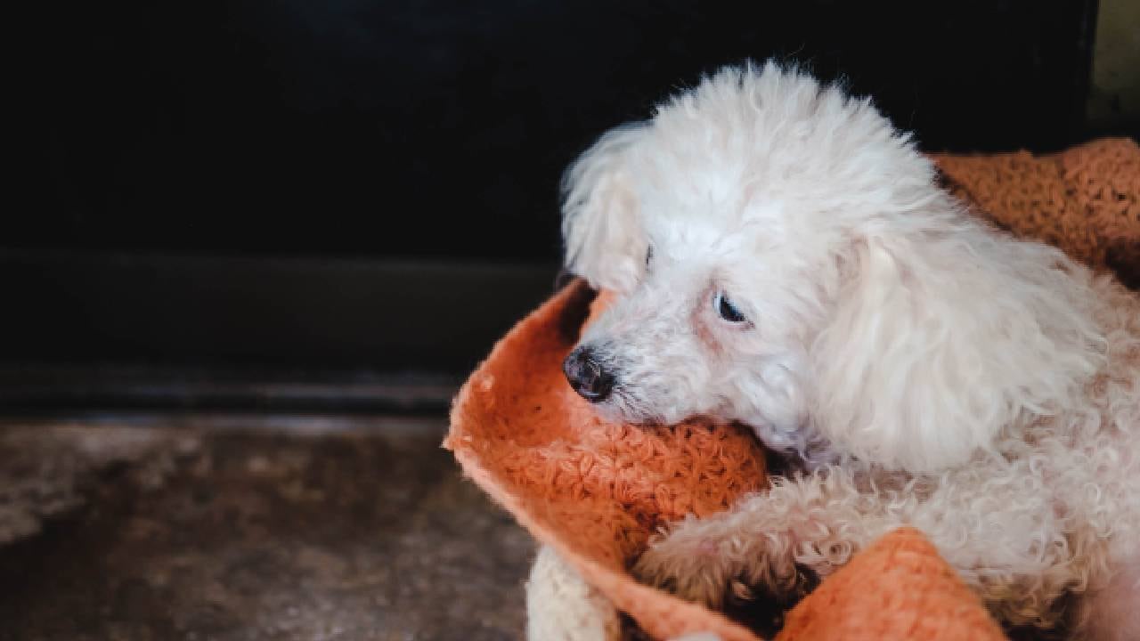 Los animales terminaron con contusiones en la cabeza y otras partes del cuerpo (imagen de referencia).