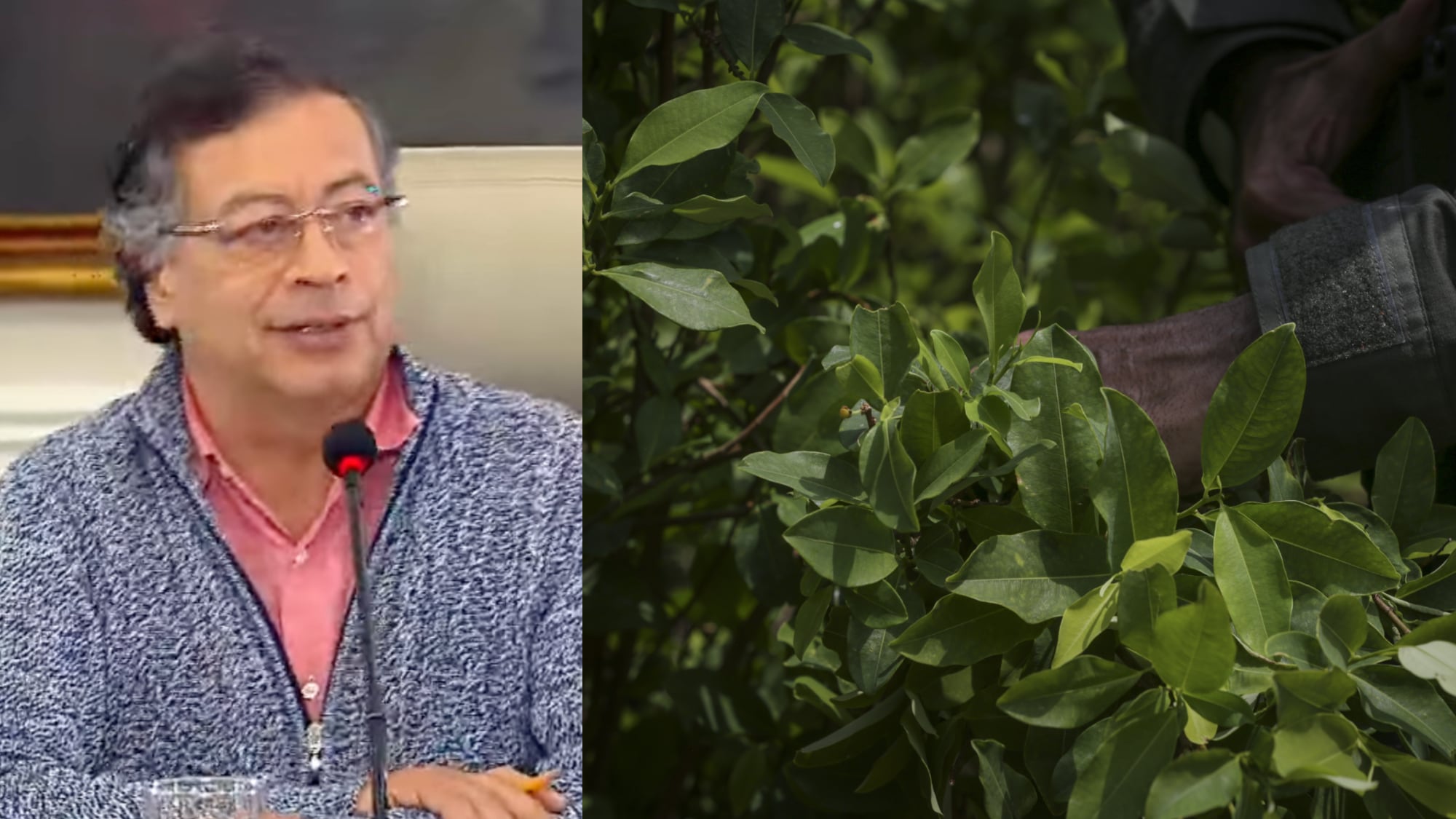 Gustavo Petro habla sobre estrategia de erradicación de cultivos.