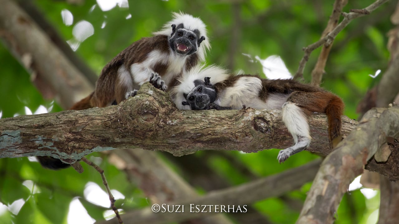 Cotton-topped Tamarin
Saguinus oedipus
Northern Colombia, South America