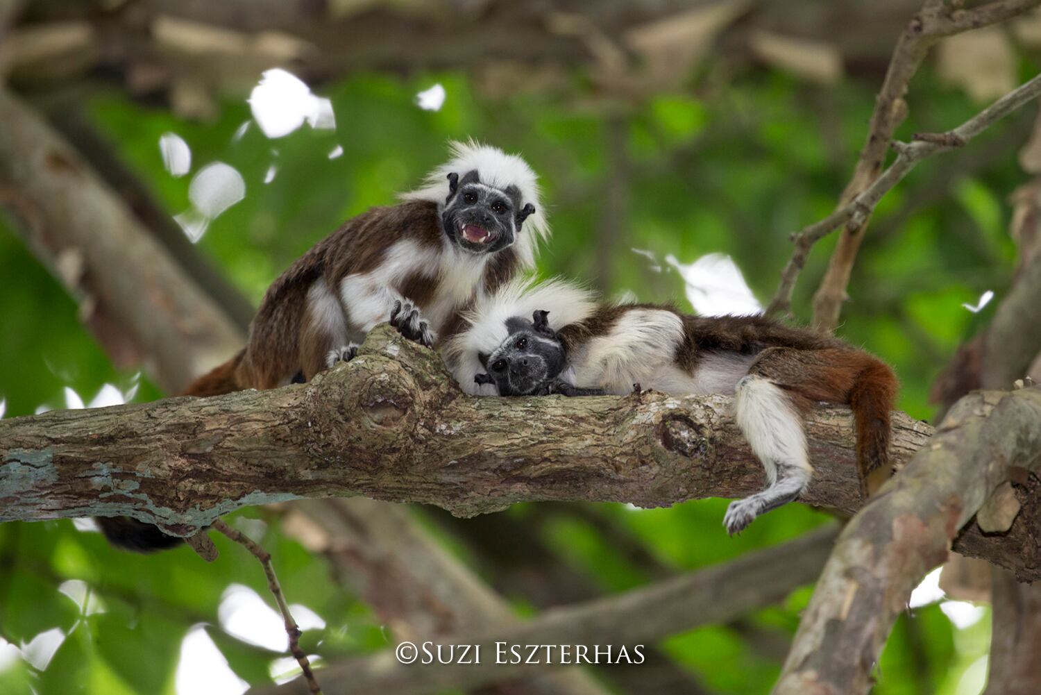 Cotton-topped Tamarin
Saguinus oedipus
Northern Colombia, South America