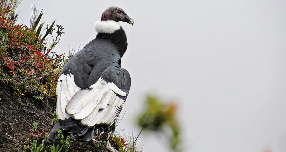 Un censo realizado a principios de este año indicó el registro de 63 ejemplares de la especie en diferentes regiones del país. Foto: Mario Morales.