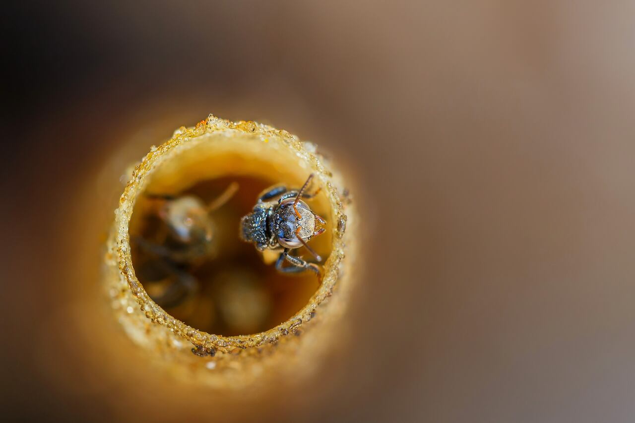 En Guainía la comunidad de La Ceiba se encarga del cultivo de 7 especies de abejas sin aguijón.