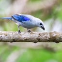 Las tángaras son de las aves que pueden observarse en algunos sitios del Eje Cafetero.