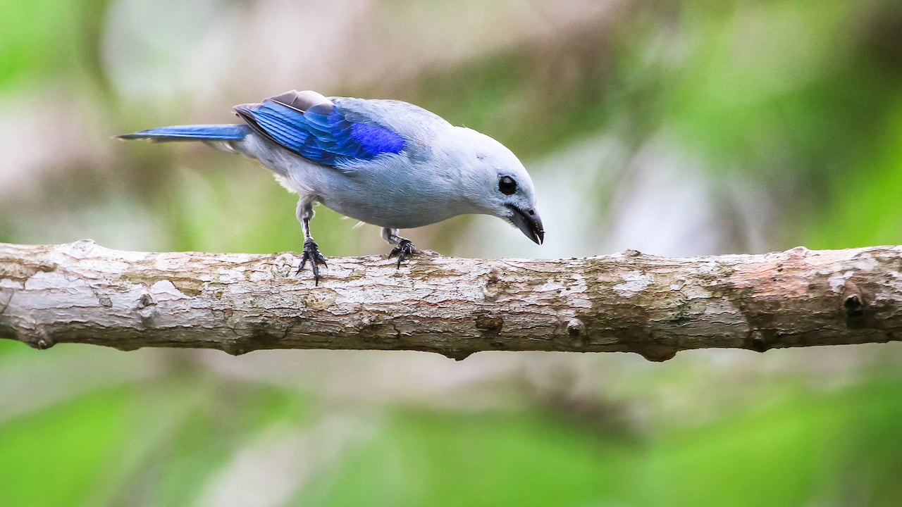 Colombia es uno de los países con mayor cantidad de especies de aves.