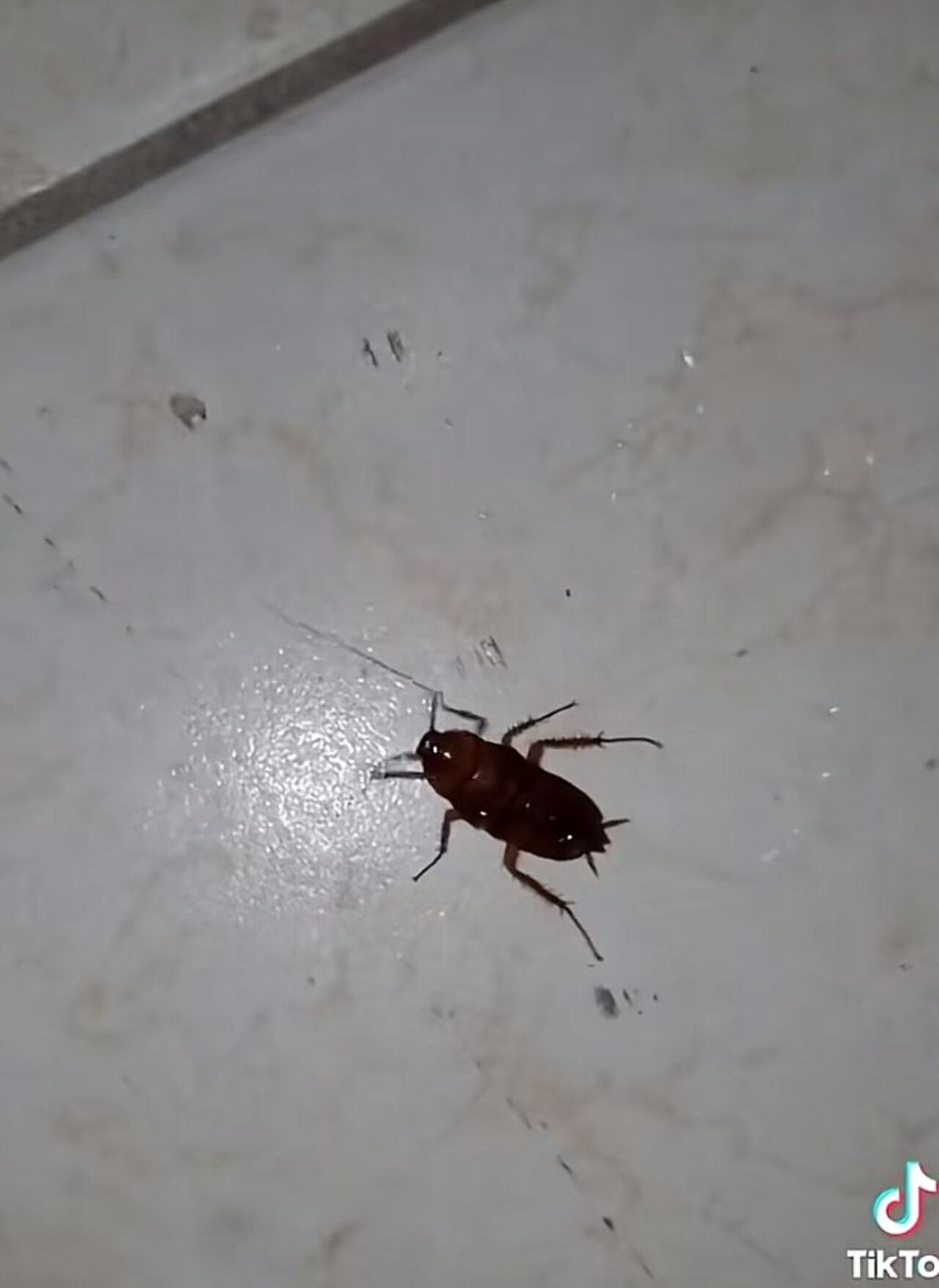 Cucaracha en México