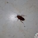 Cucaracha en México