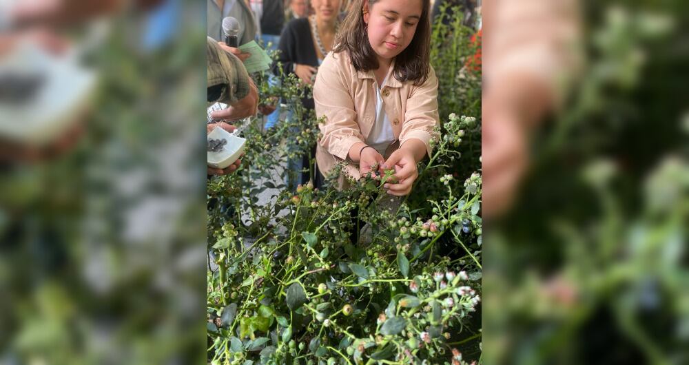 Una de las mujeres que siembra arándanos en Cundinamarca