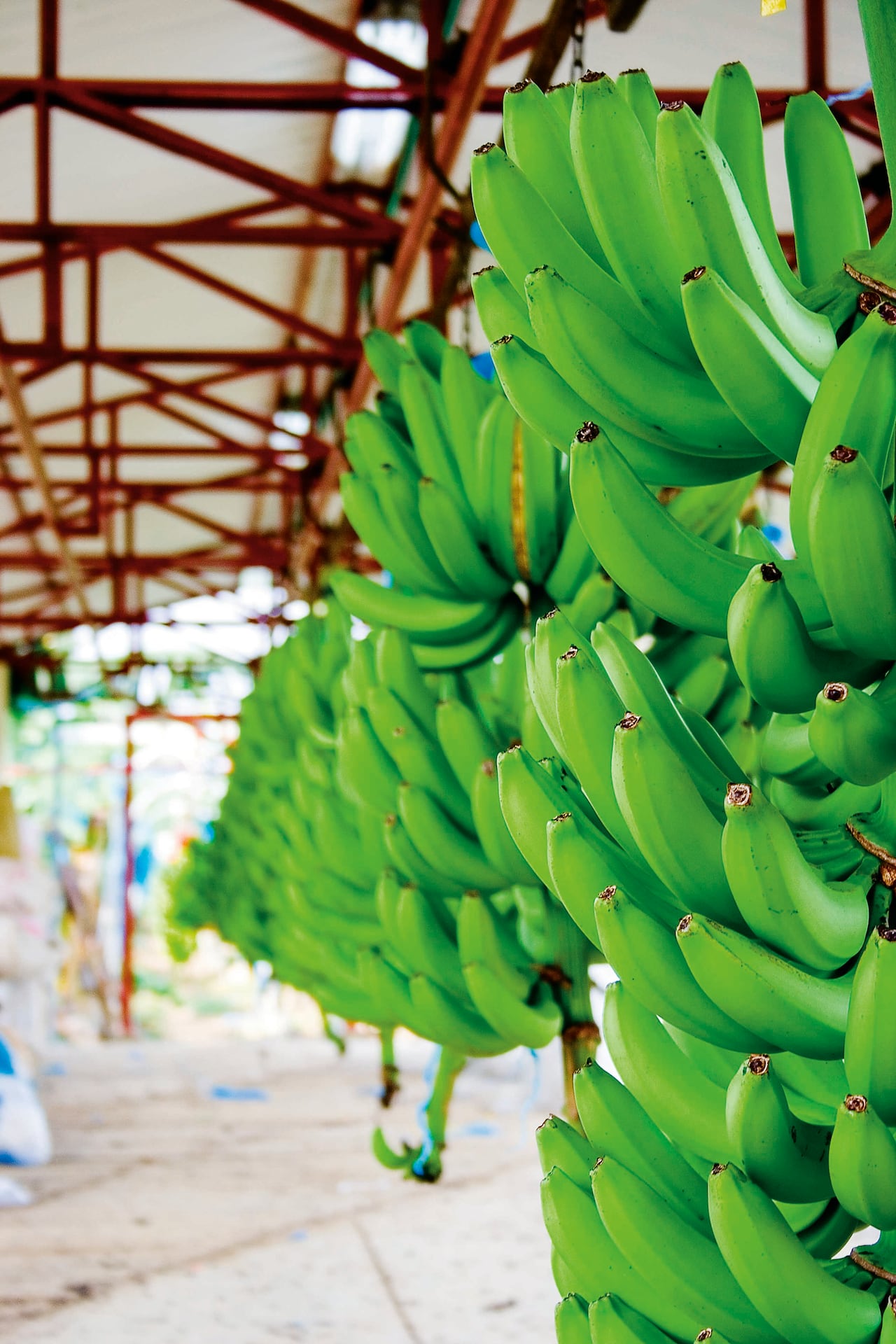 La región goza de una reconocida vocación agroindustrial y de una invaluable riqueza natural.