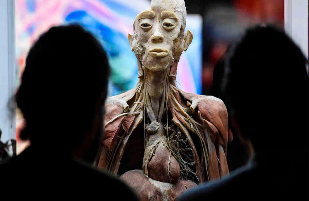 Con polímeros que evitan la descomposición se preservan los cuerpos de la exposición Bodies: The Exhibition. // Juan Barreto / AFP