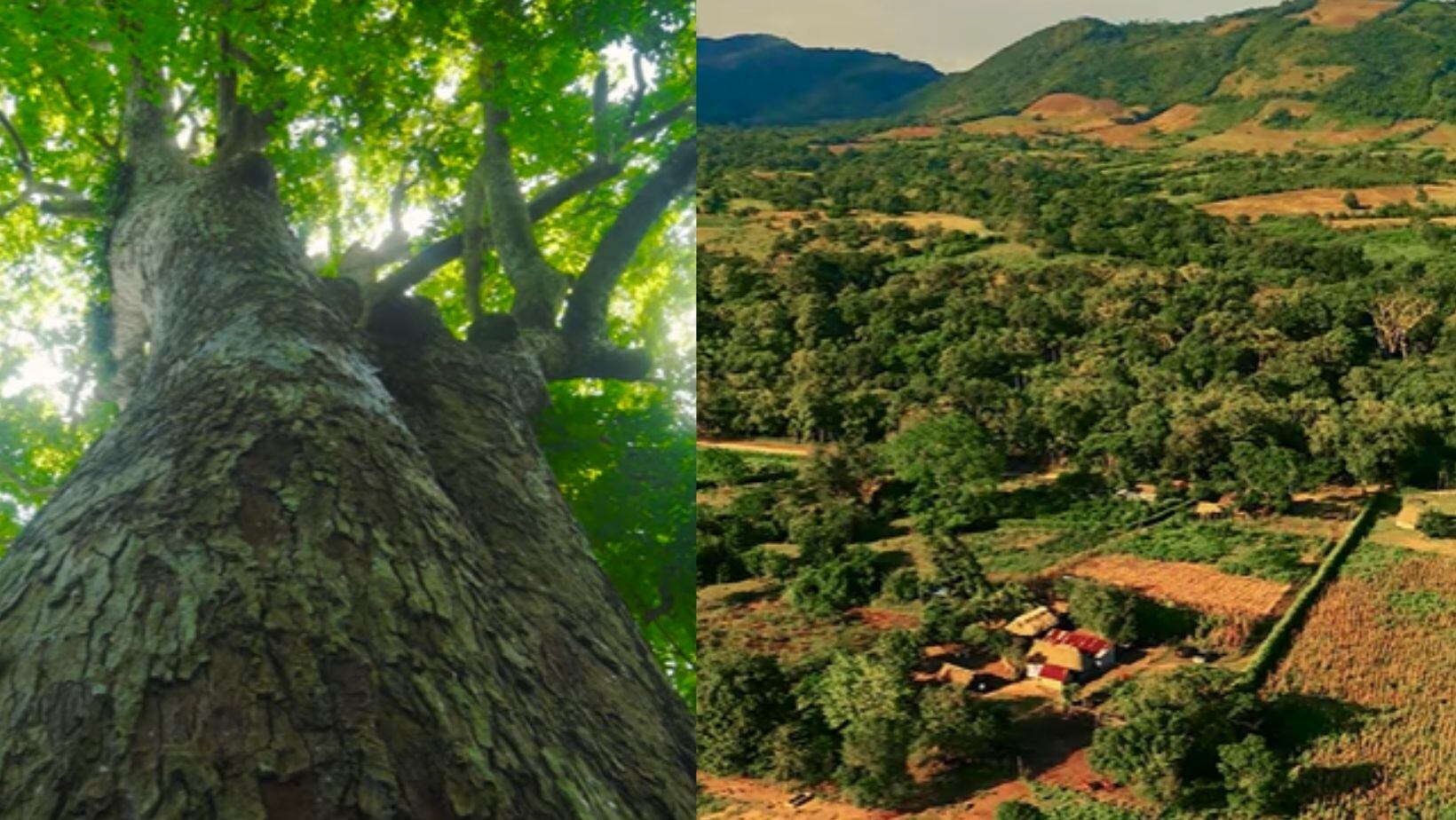 ¿Dónde está ubicado el árbol más grande de Colombia y cómo ir a conocerlo desde Bogotá? Así puede emprender esta aventura