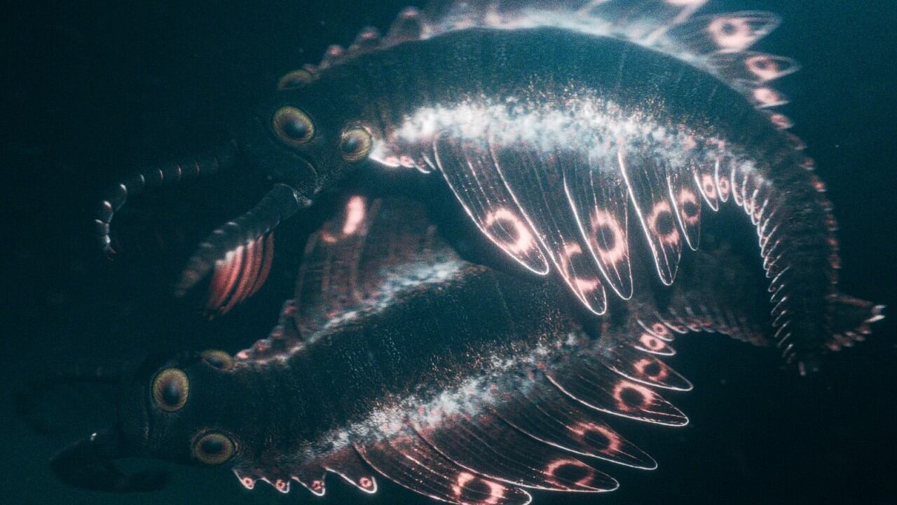 Nueva especie fósil de radiodonte con tres ojos.