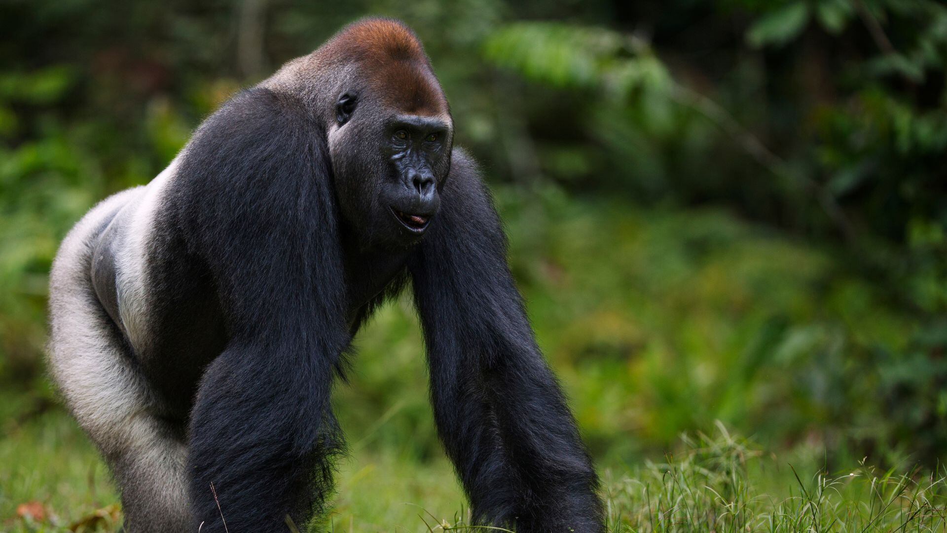 El descubrimiento de un fósil en el norte de Egipto introduce una nueva hipótesis sobre el origen de los hominoideos.