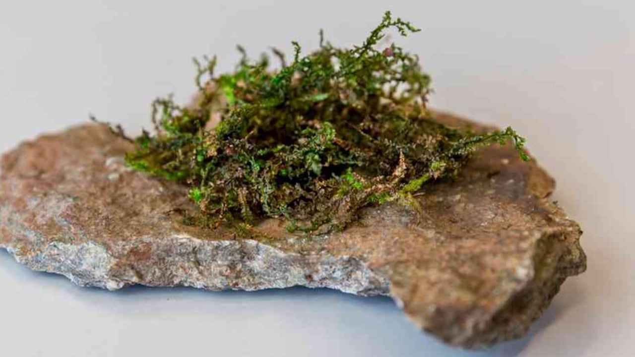 La radula se considera un canabinoide "moderadamente potente, pero eficaz".