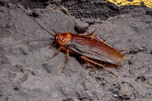 Las cucarachas rojas pueden sobrevivir en las alcantarillas.