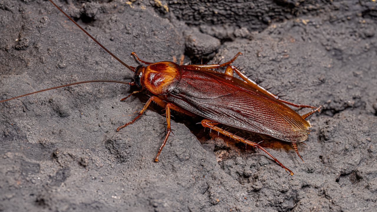 Las cucarachas aparecen con facilidad en los hogares.
