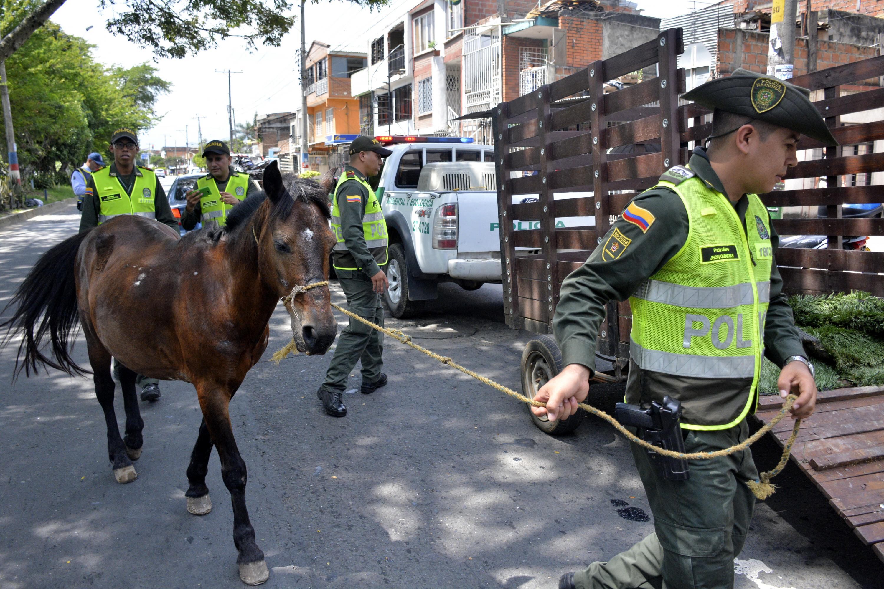 En un operativo que se realizó para evitar el maltrato animal dejó como resultado la incautación de un caballo que tenía muestras de físicas de este hecho. Su dueño, además, no tenía la documentación correspondiente para su tenencia. Foto: Jorge Orozco / El País