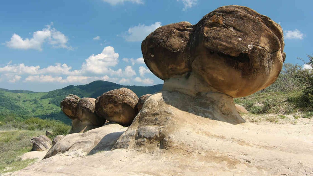 Pueden pesar más de 300 kilos y medir hasta 10 metros. Foto: Nicubunu vía wikimedia commons