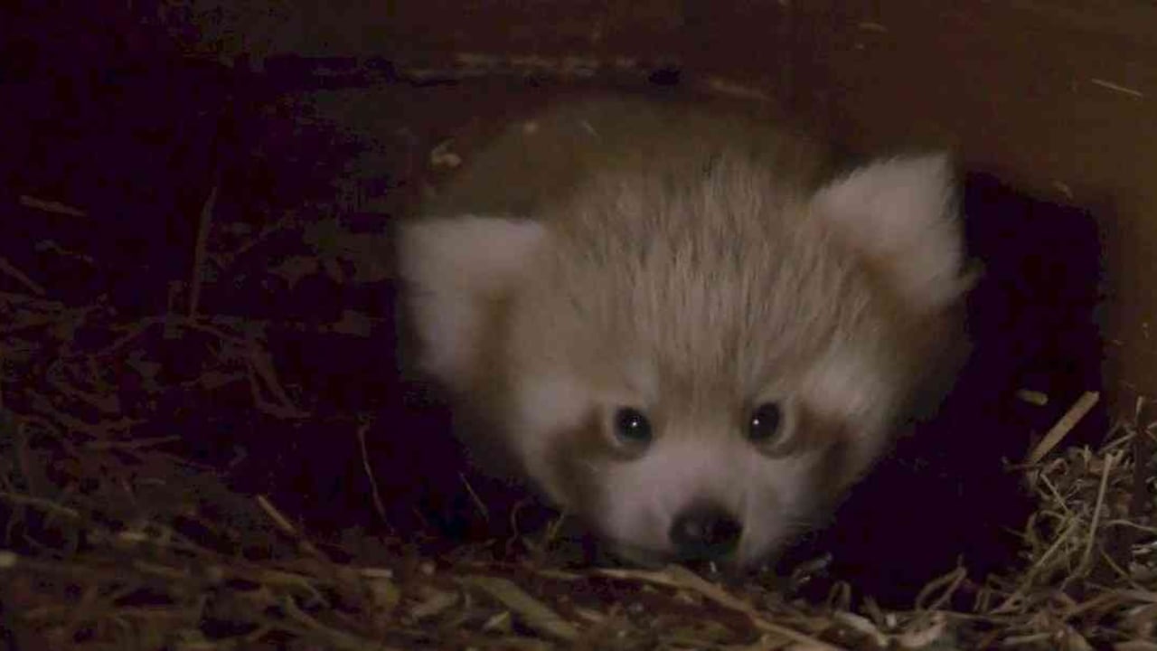 El animal es el décimo que nace en ese recinto. Foto: Captura de pantalla de video de Zoológico de Berlín.