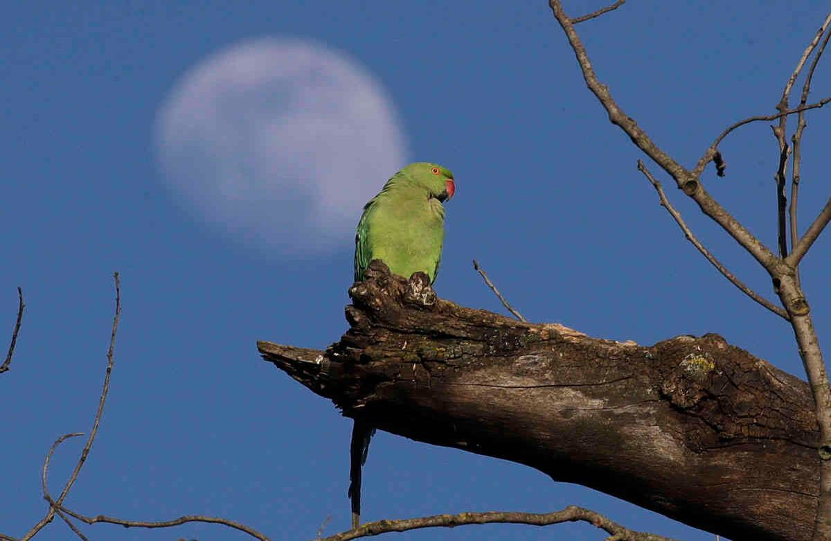 Un periquito se sienta en una rama cuando la luna se eleva en el fondo en el parque Villa Pamphili de Roma una vez que se reabrió después de varias semanas de cierre, parte del alivio limitado a nivel nacional de algunas restricciones de bloqueo. Foto: Alessandra Tarantino/AP