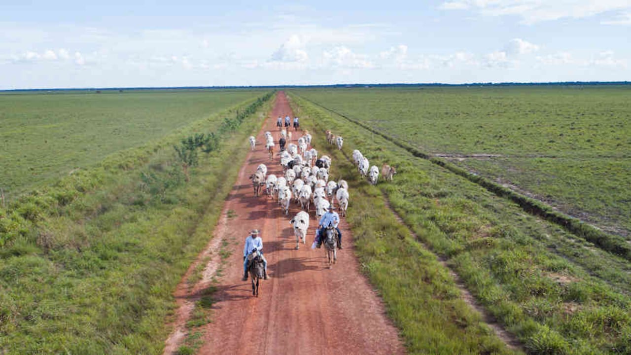 El proyecto cuenta con 7.000 cabezas de ganado y 5.000 hectáreas sembradas en pasto.