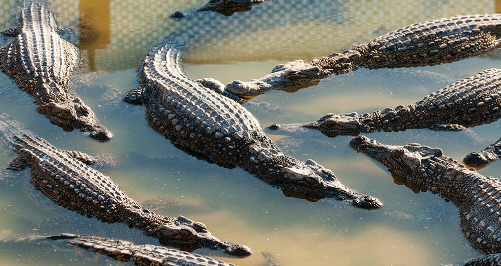 Estos reptiles son usados por las estructuras ilegales de Buenaventura.