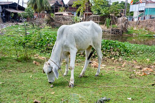 Soñar con estos animales está relacionado con la carencia de dinero.