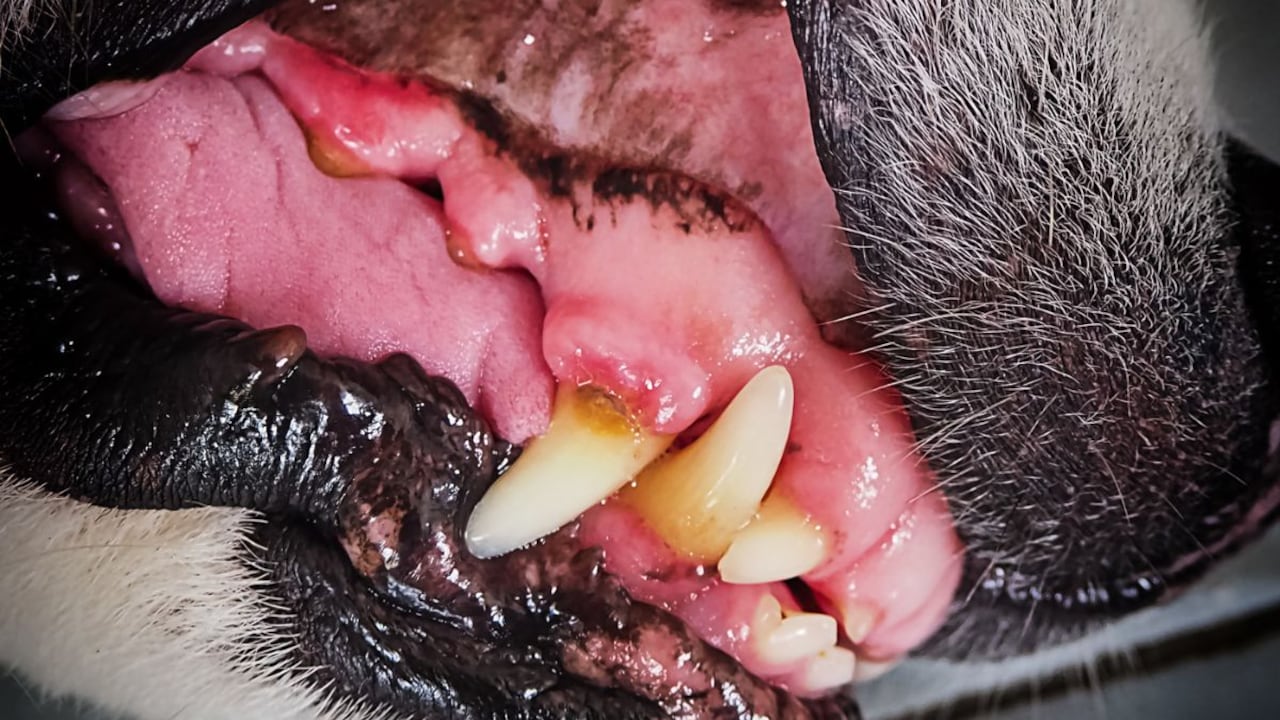 Encías de perro.