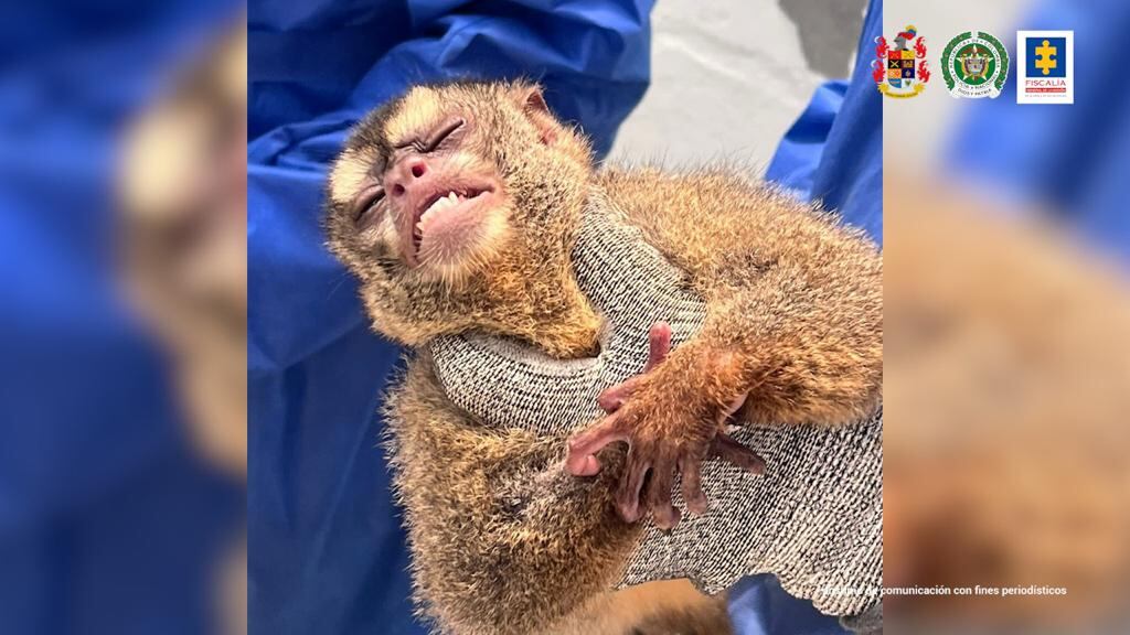 Los análisis arrojaron que los monos vivían en condiciones deplorables.