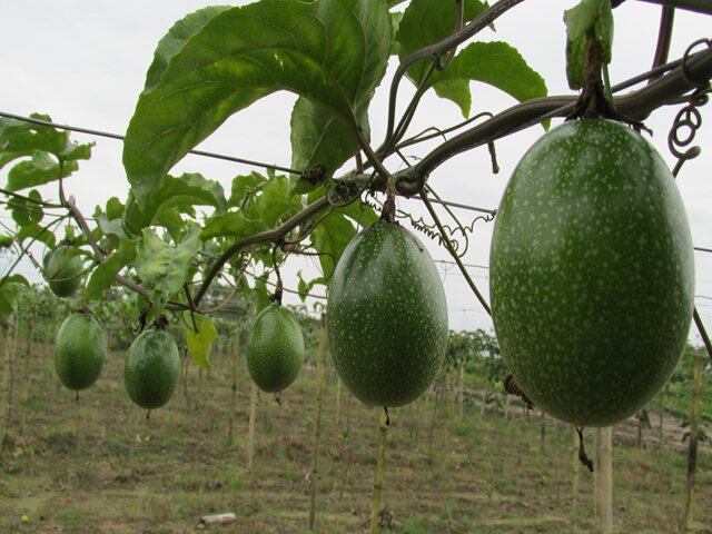 Cultivo de maracuyá.
