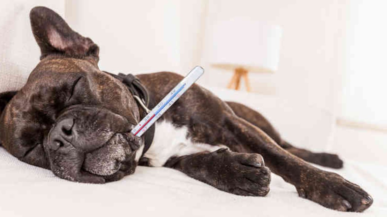 Siga estas recomendaciones en caso de notar fiebre en su perro.