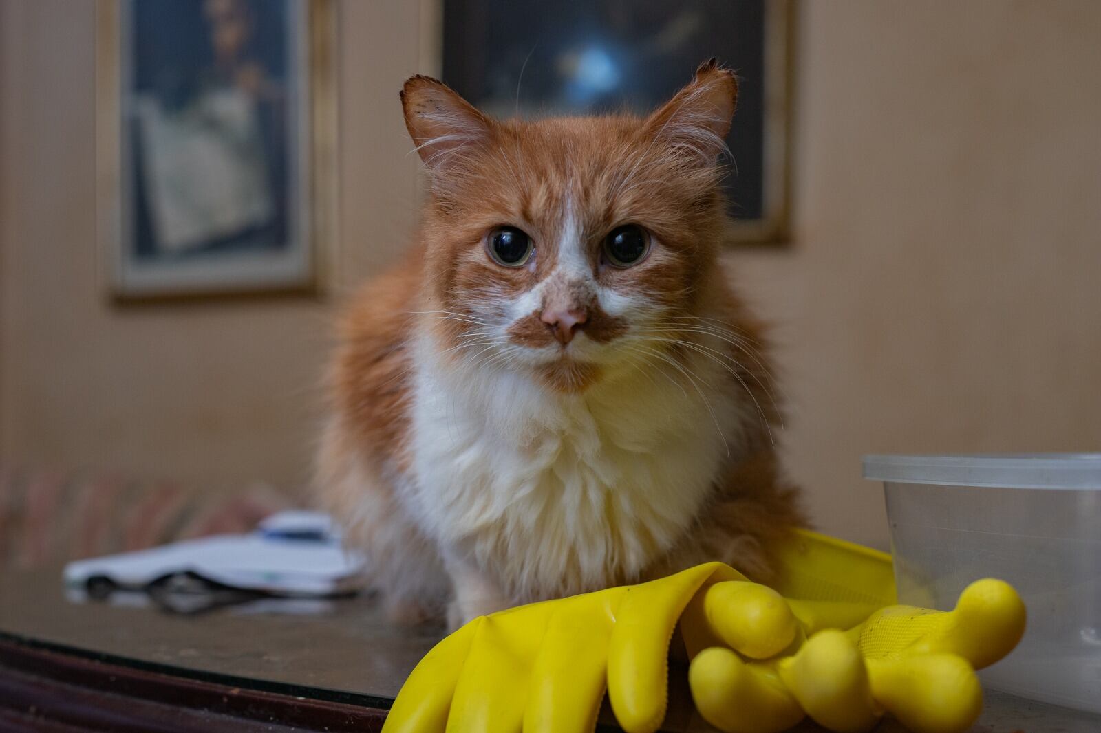 Los gatos están en proceso de aprender a tener contacto directo con humanos