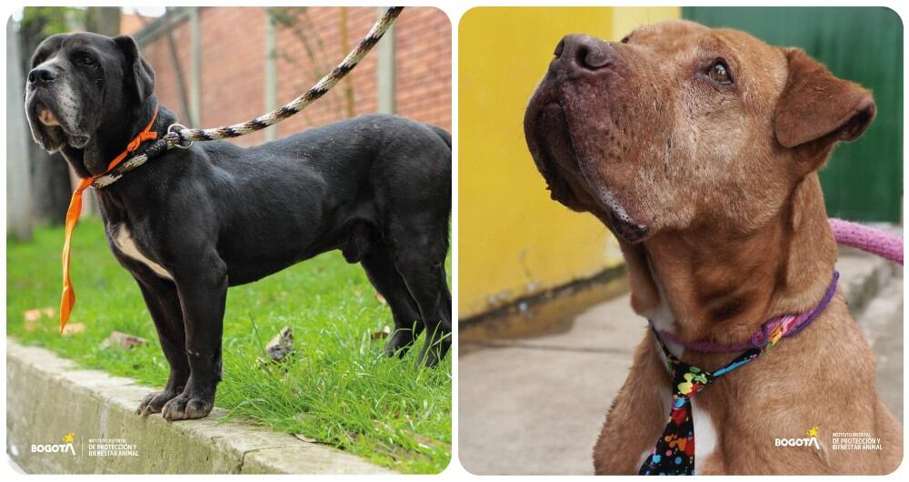 Un total de 33 perros adultos estarán en la jornada especial de adopción.