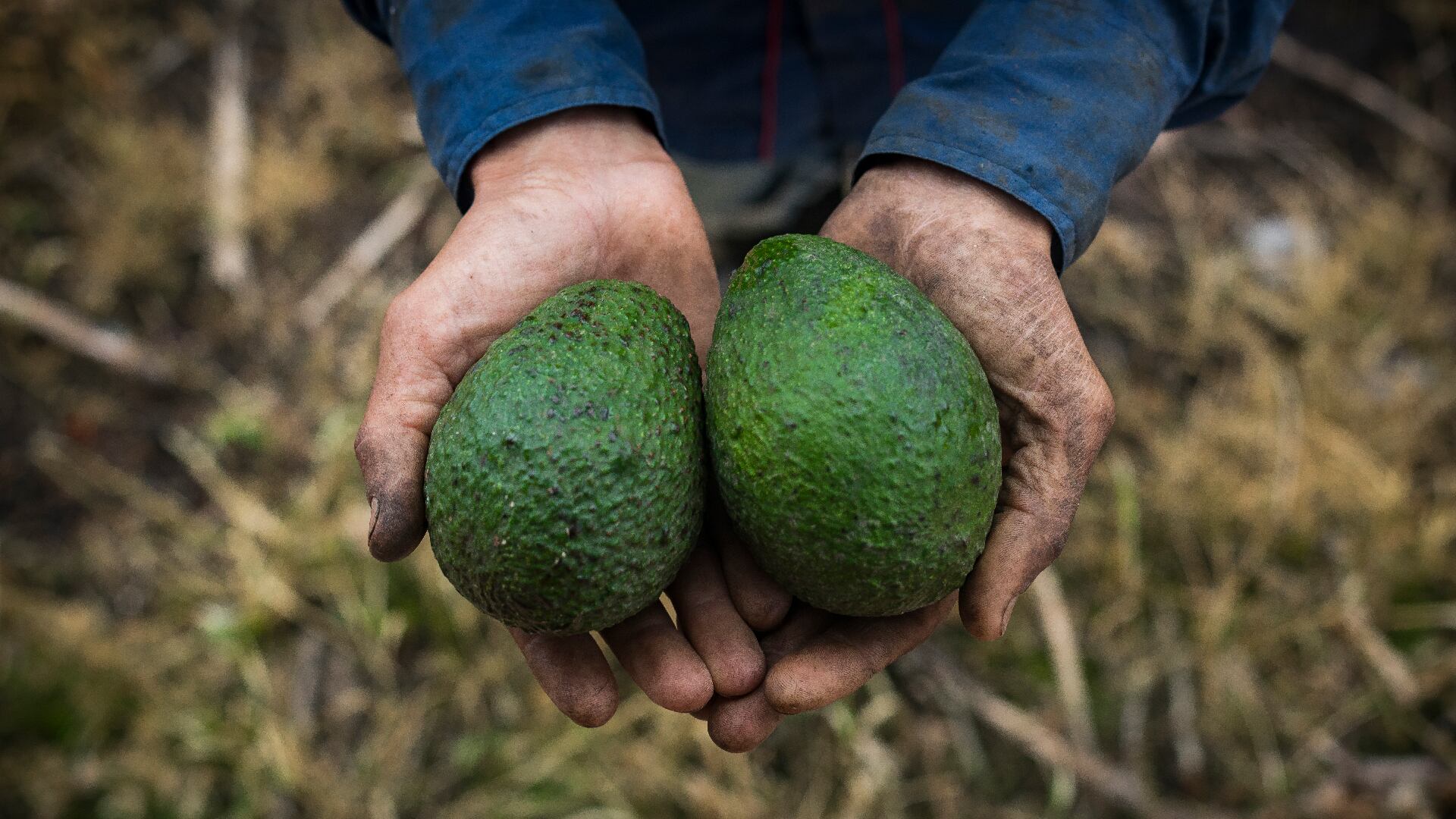 TierraCol promueve la formalización de los campesinos para proyectarlos como empresarios del campo.