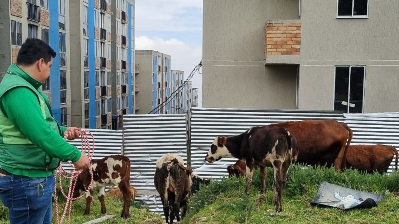 El Instituto de Protección Animal rescató a cuatro bovinos en San Cristóbal, en Bogotá