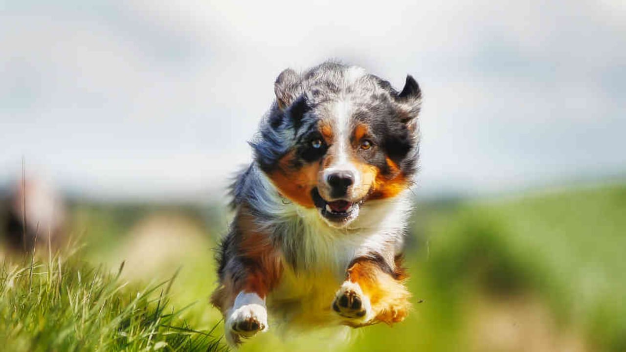 Ama a tu perro y busca desarrollar la comunicación entre ustedes.