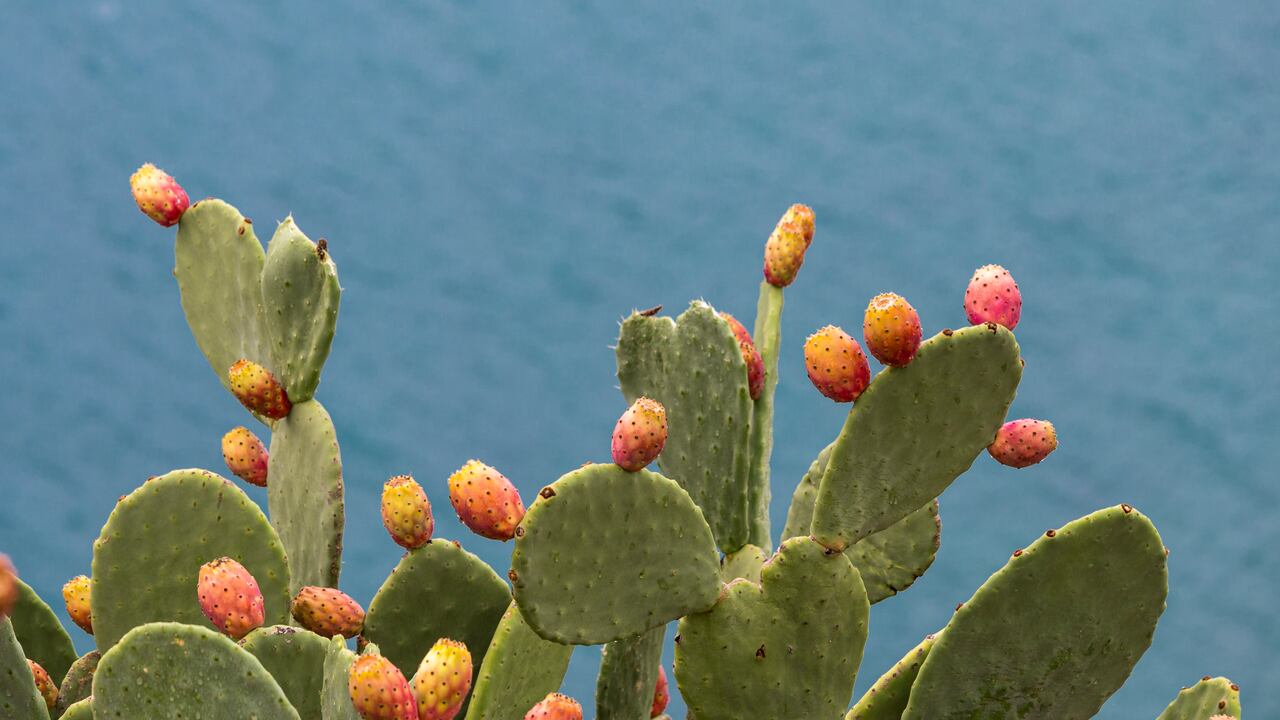 Esta es la mejor forma de mantener su cactus en perfectas condiciones