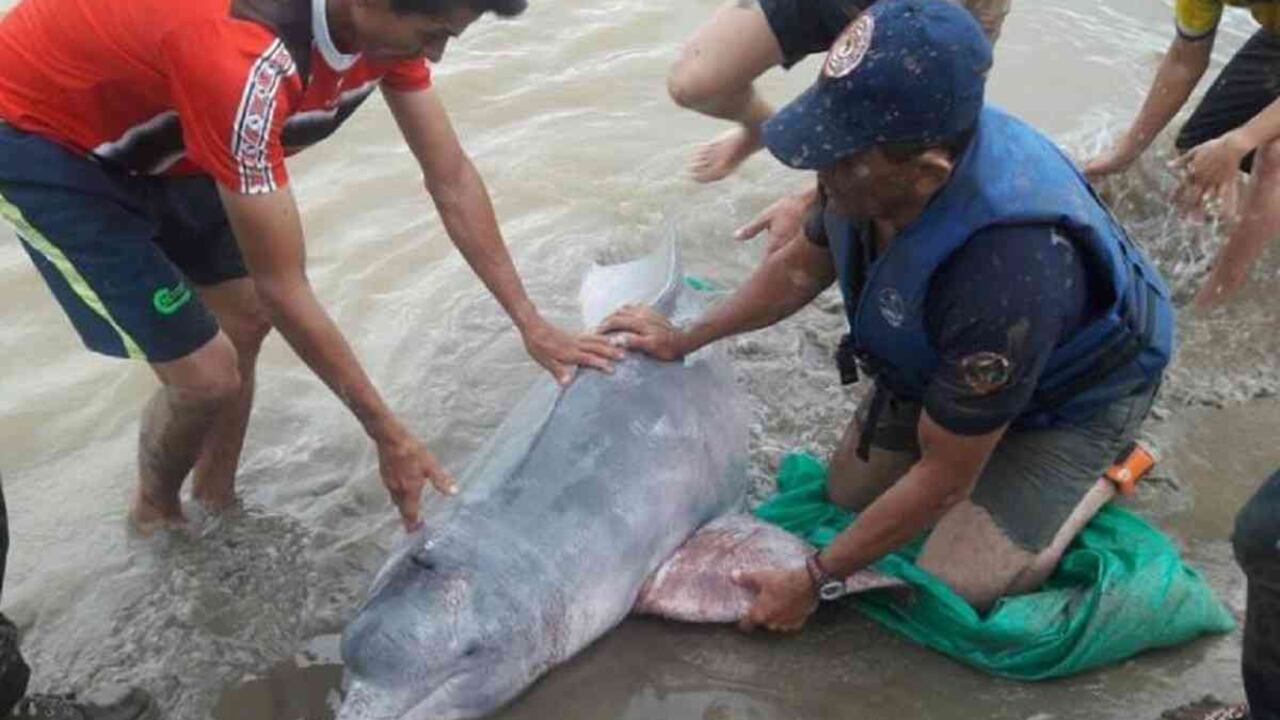 Los delfines suelen quedar atrapados cuando ingresan a canales y el agua baja su nivel. Foto: Fundación Omacha.