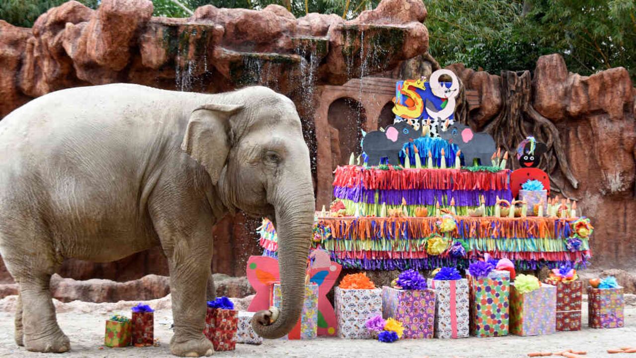 Trompita se ha convertido en el ícono del zoológico La Aurora, en Guatemala. Foto: Johan ORDONEZ/AFP