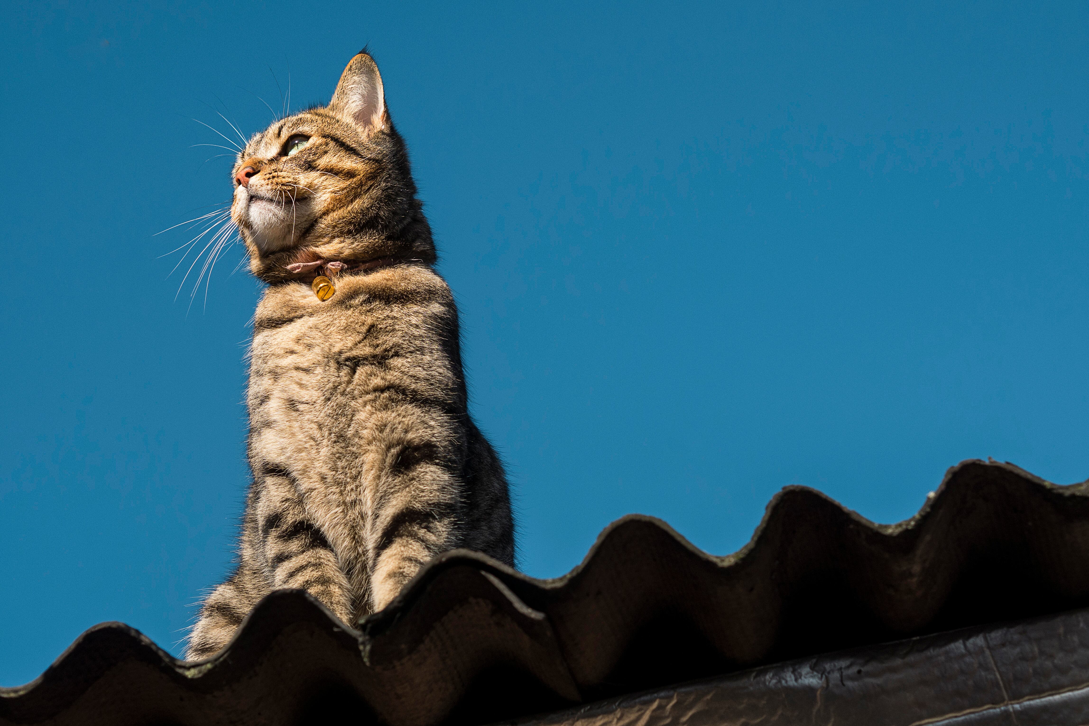 Los gatos pueden causar molestias en los tejados.