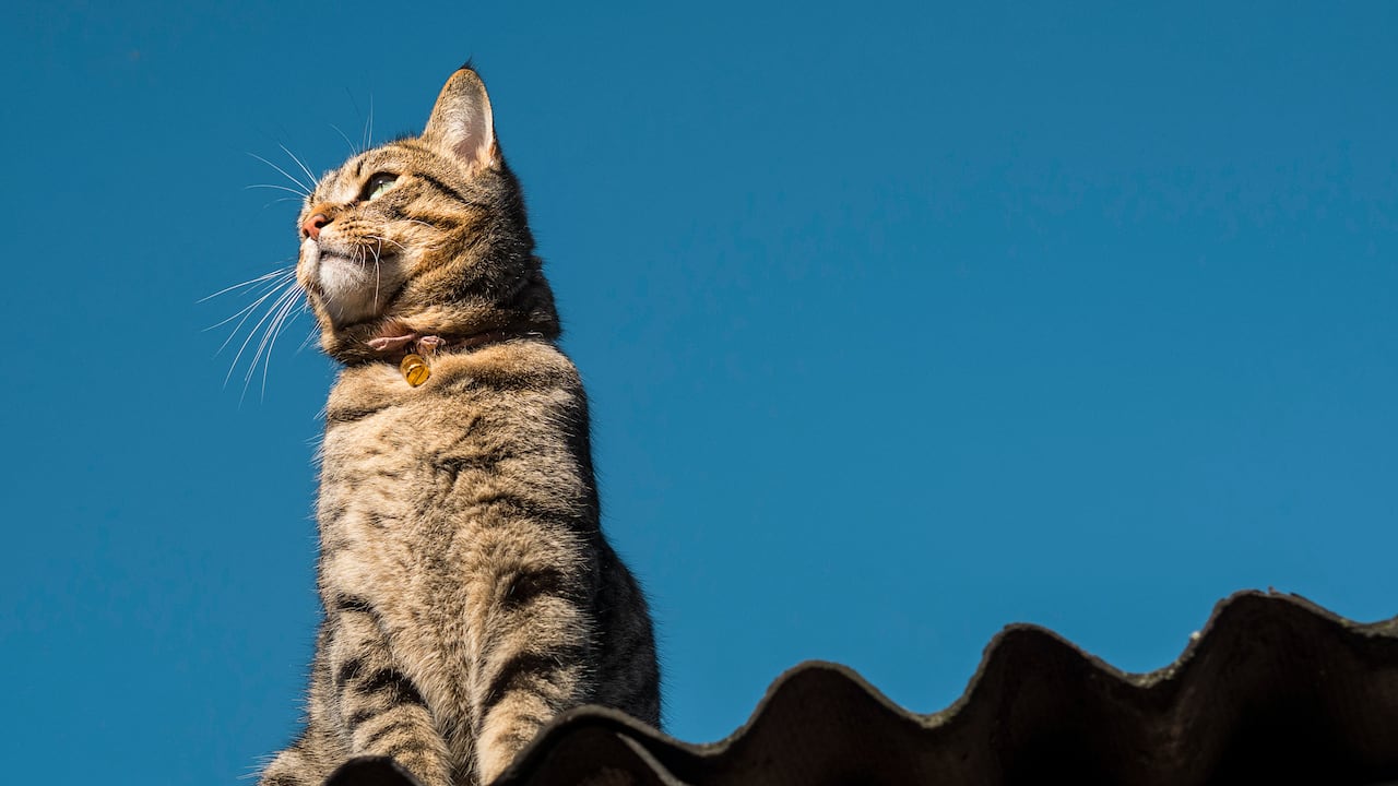 Los gatos pueden causar molestias en los tejados.