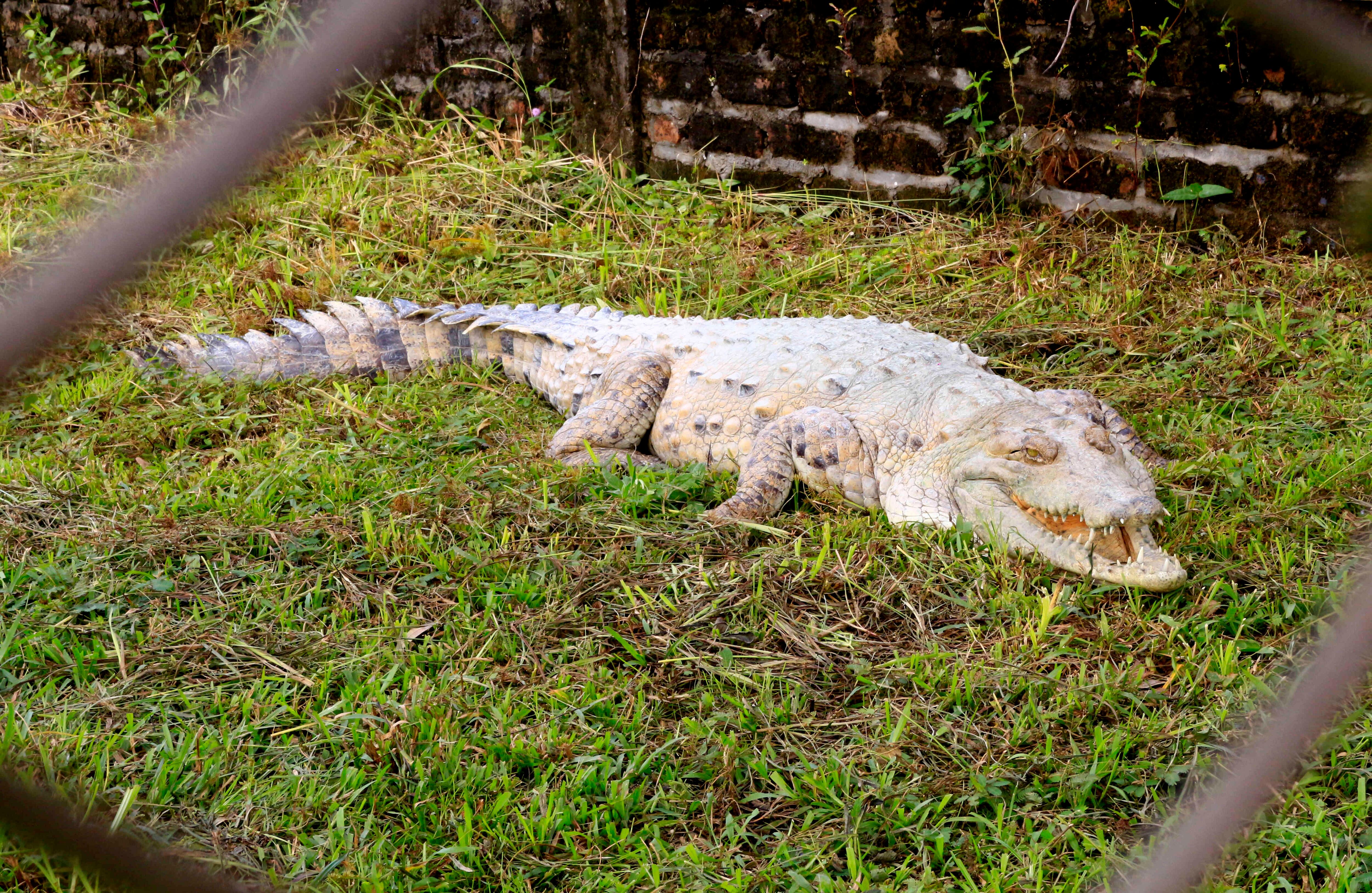 El caimán llanero es la especie más amenazada de Colombia