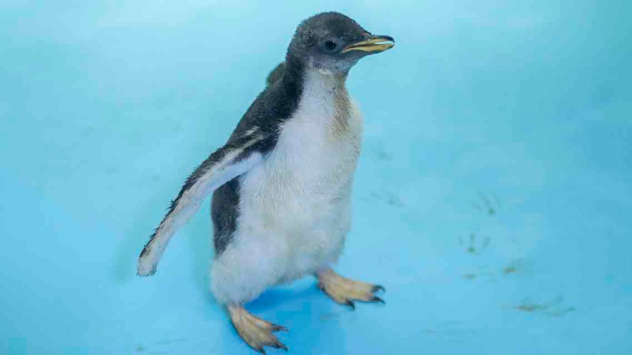 El pequeño ejemplar nació el pasado dos de diciembre. Foto: Pedro Pardo/AFP