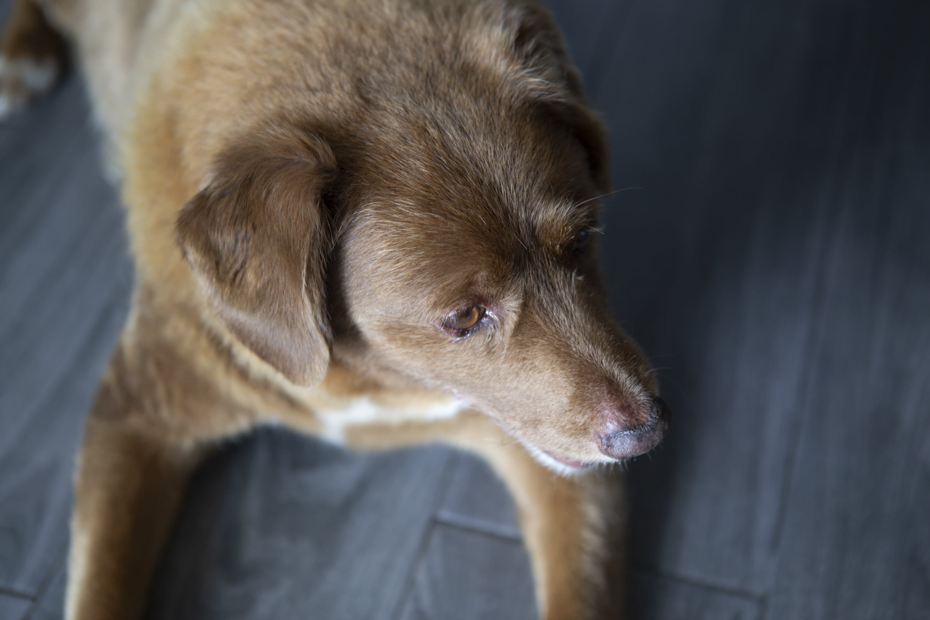 Guinness suspendió el récord del perro más viejo del mundo.