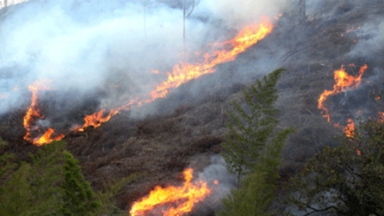 El incendio se inició el jueves en una zona boscosa de Cota.
