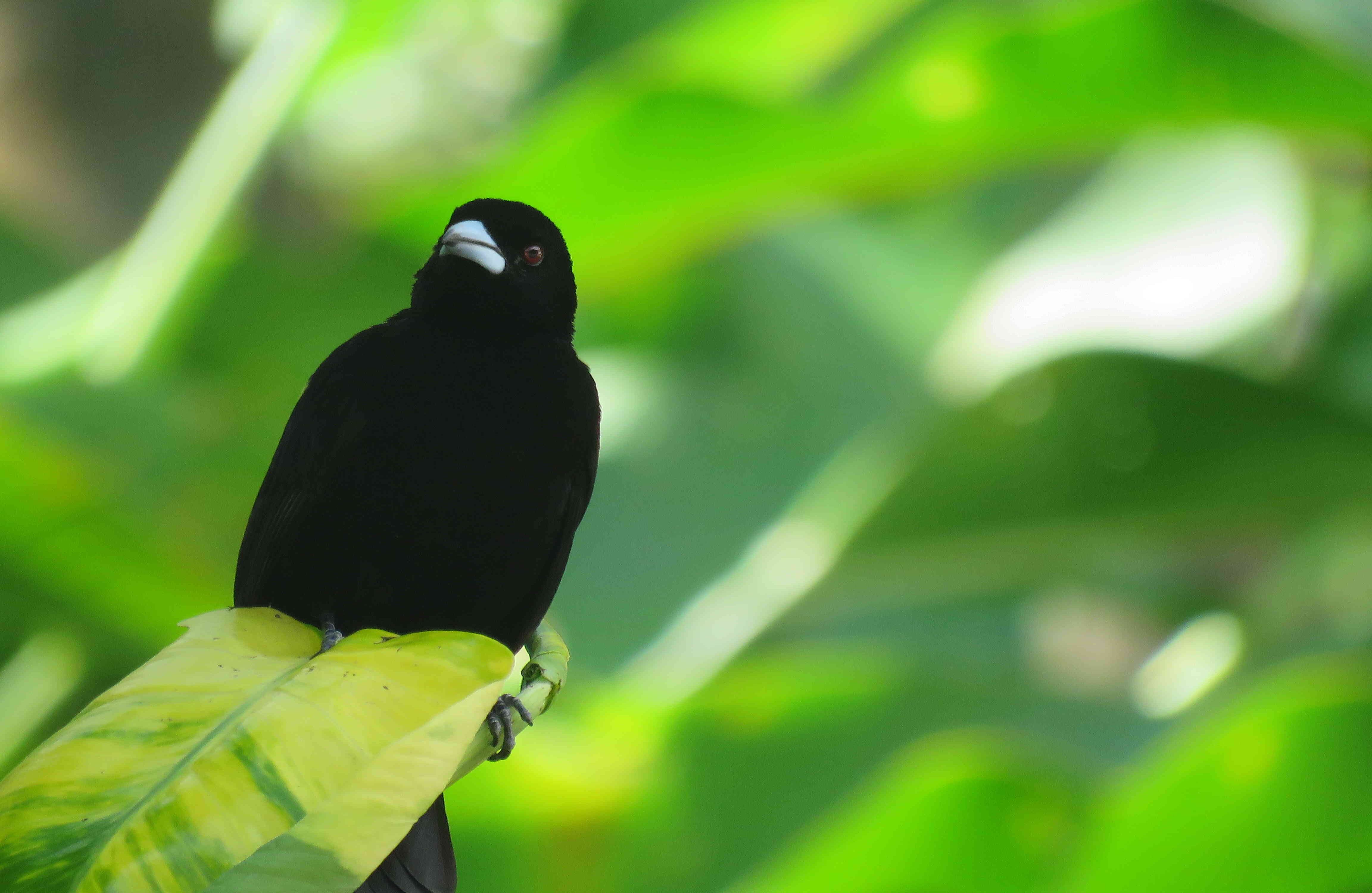 8 especies de plantas, registran algún grado de amenaza de acuerdo a estudios del Instituto Alexander von Humboldt. Foto: Ingenio Providencia. 