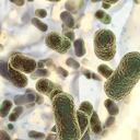 Foto de referencia sobre bacterias